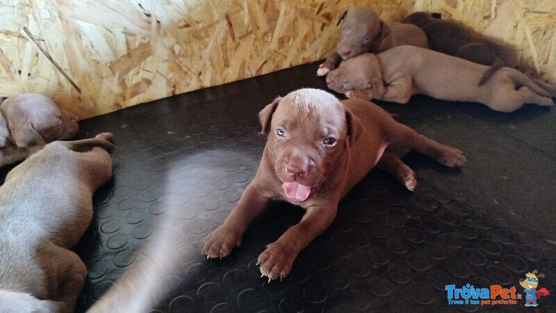Vendo Cuccioli di Pitbull - Foto n. 1