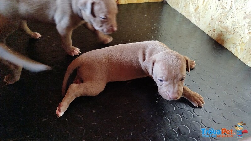 Vendo Cuccioli di Pitbull - Foto n. 2