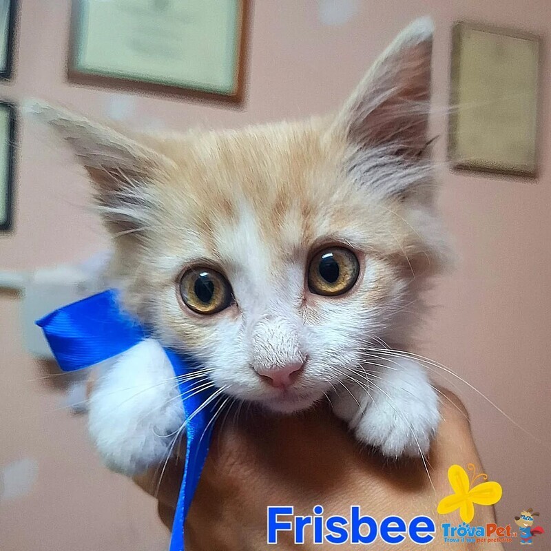 Frisbee Dolce Gattino a pelo Lungo Cerca casa - 2 mesi di Dolcezza - Foto n. 1