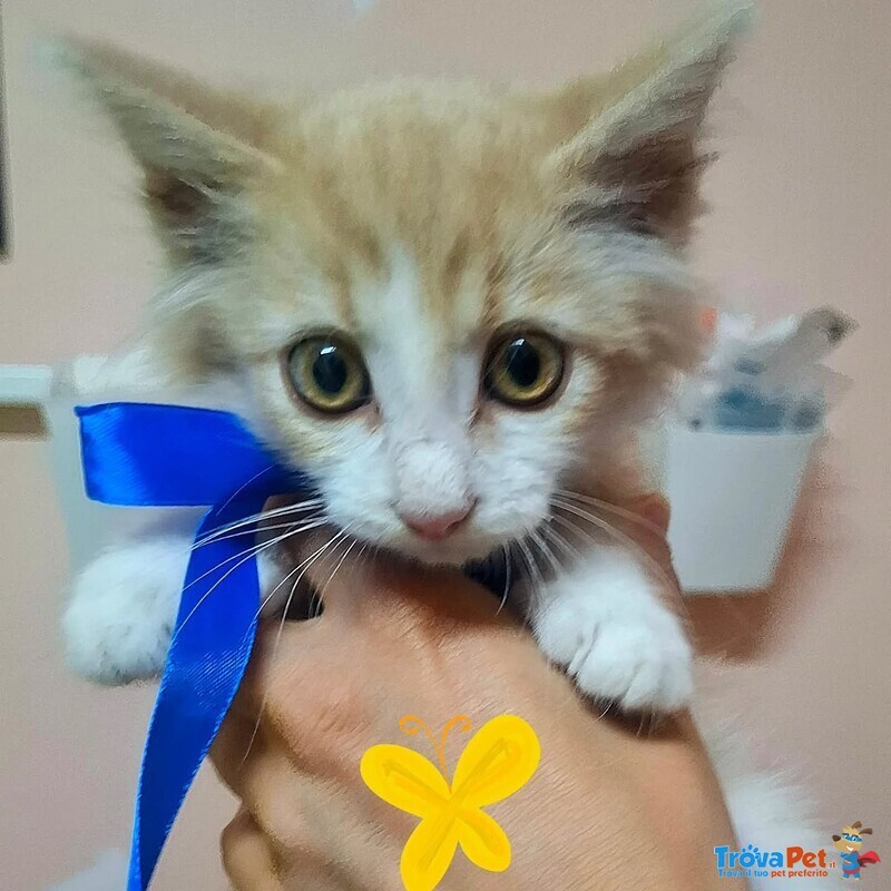 Frisbee Dolce Gattino a pelo Lungo Cerca casa - 2 mesi di Dolcezza - Foto n. 2