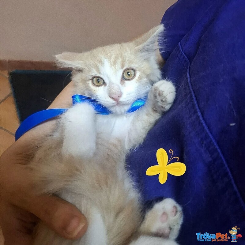 Frisbee Dolce Gattino a pelo Lungo Cerca casa - 2 mesi di Dolcezza - Foto n. 3
