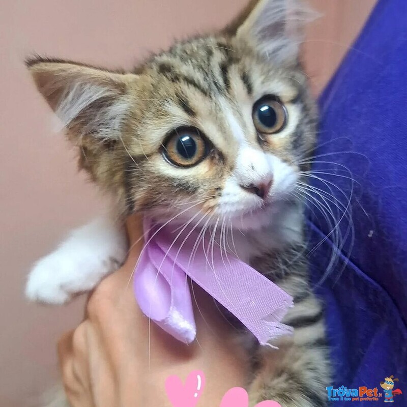 Rosy Dolce Gattina Cerca Cacsa - Foto n. 1