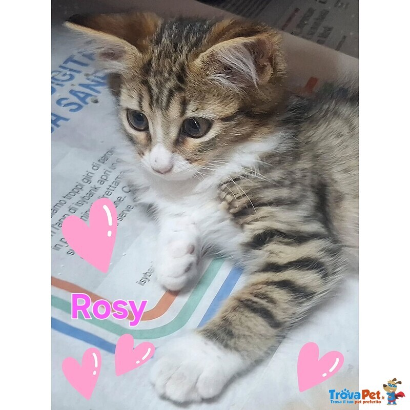 Rosy Dolce Gattina Cerca Cacsa - Foto n. 2