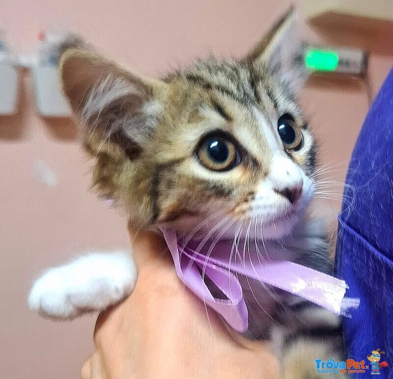 Rosy Dolce Gattina Cerca Cacsa - Foto n. 3