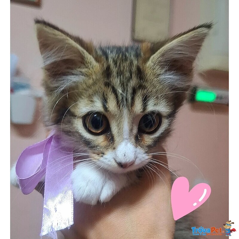 Rosy Dolce Gattina Cerca Cacsa - Foto n. 4