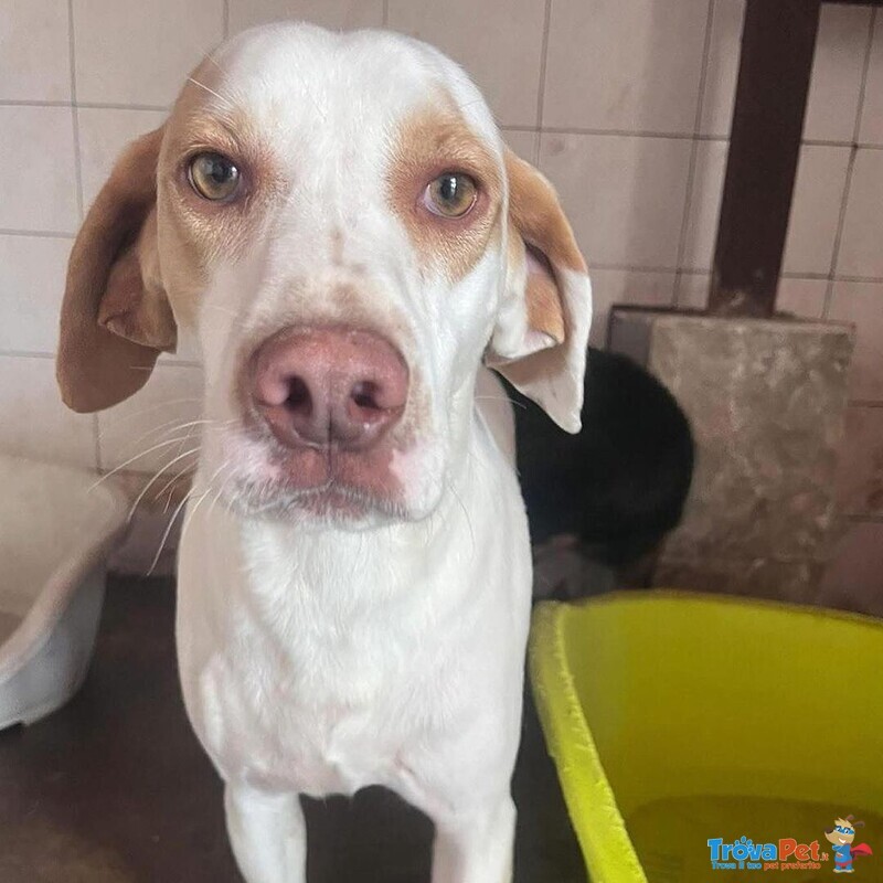 Cappuccino Cagnolino Super Dolcezza Cerca Adozione - Foto n. 1