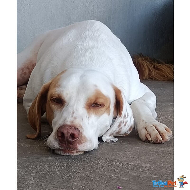 Cappuccino Cagnolino Super Dolcezza Cerca Adozione - Foto n. 3