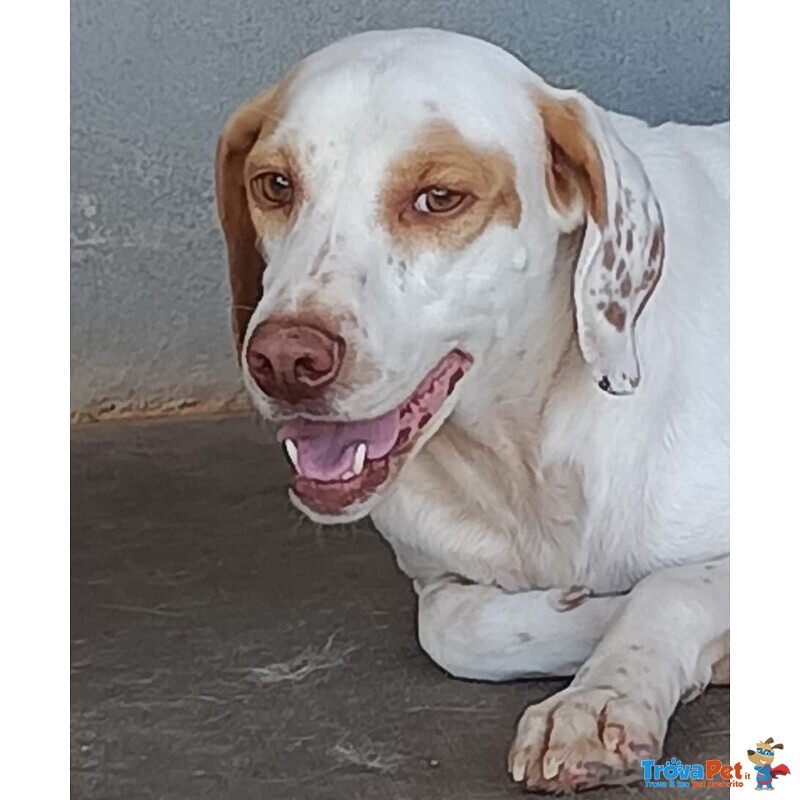 Cappuccino Cagnolino Super Dolcezza Cerca Adozione - Foto n. 5