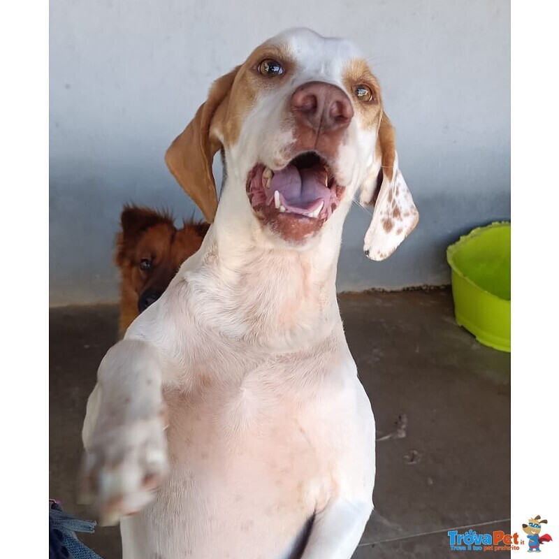 Cappuccino Cagnolino Super Dolcezza Cerca Adozione - Foto n. 7