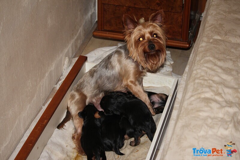 Cuccioli di Yorkshire Terrier Disponibili dal 14/07/2025 - Foto n. 1
