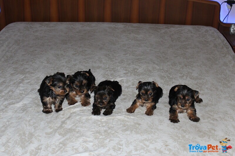 Cuccioli di Yorkshire Terrier Disponibili dal 14/07/2025 - Foto n. 2