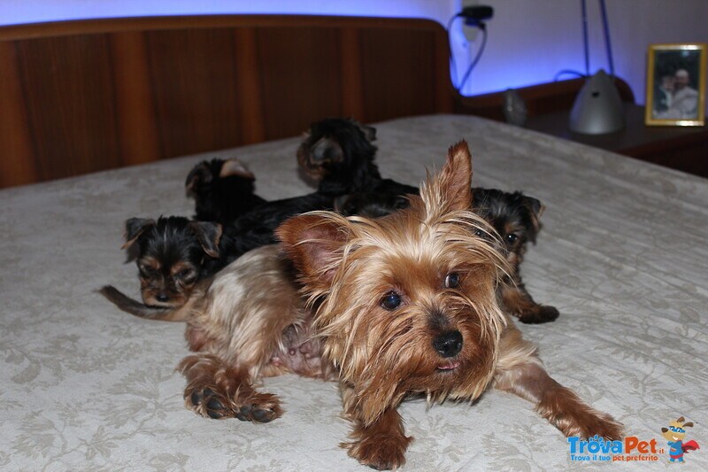 Cuccioli di Yorkshire Terrier Disponibili dal 14/07/2025 - Foto n. 3