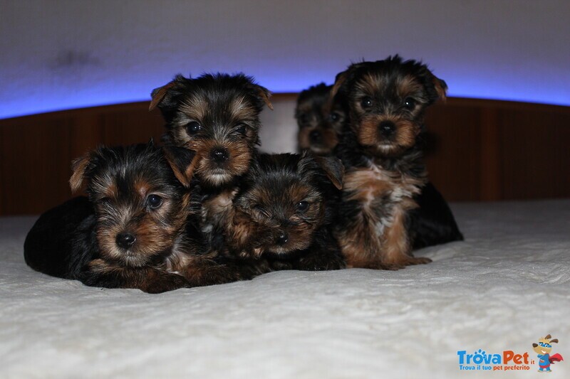 Cuccioli di Yorkshire Terrier Disponibili dal 14/07/2025 - Foto n. 5