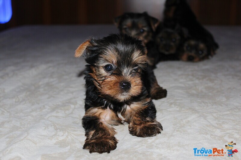Cuccioli di Yorkshire Terrier Disponibili dal 14/07/2025 - Foto n. 6