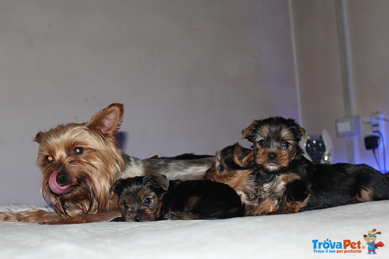 Cuccioli di Yorkshire Terrier Disponibili dal 14/07/2025 - Foto n. 7
