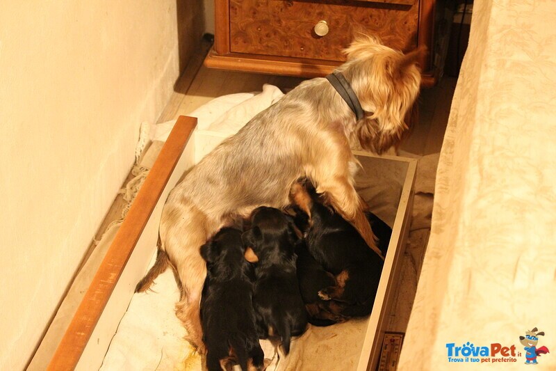 Cuccioli di Yorkshire Terrier Disponibili dal 14/07/2025 - Foto n. 8