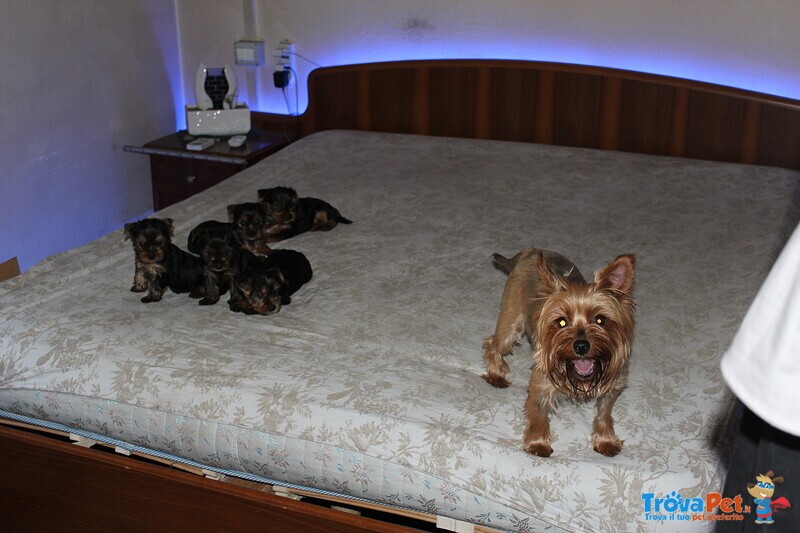 Cuccioli di Yorkshire Terrier Disponibili dal 14/07/2025 - Foto n. 9