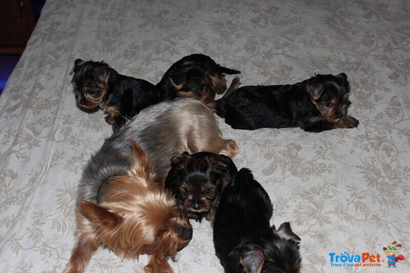 Cuccioli di Yorkshire Terrier Disponibili dal 14/07/2025 - Foto n. 10