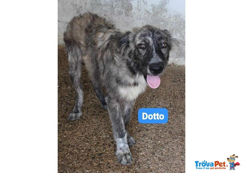 Dotto-Mammolo-Gongolo Giovani tg Grande - Foto n. 1