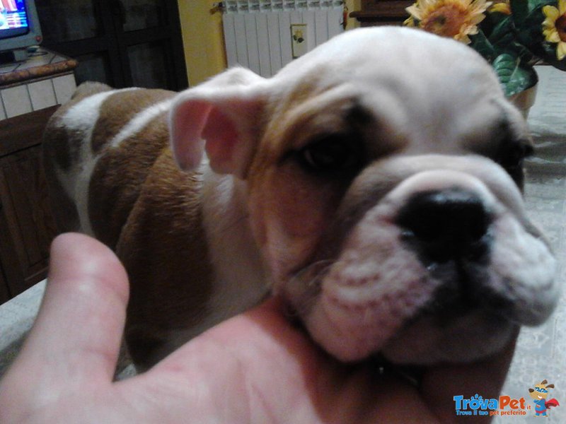 Cucciola Bulldog Inglese - Foto n. 1