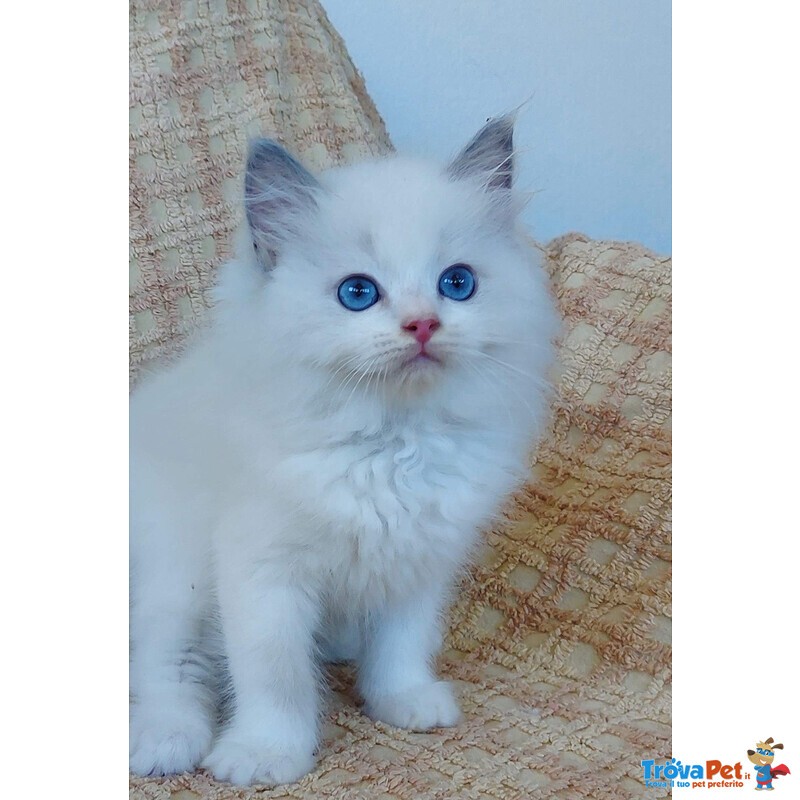 Gattino Ragdoll blue Bicolor - Foto n. 1