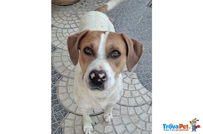 Beppe 2-3anni un Tenerone Ottimo Carattere - Foto n. 3