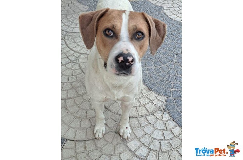 Beppe 2-3anni un Tenerone Ottimo Carattere - Foto n. 4