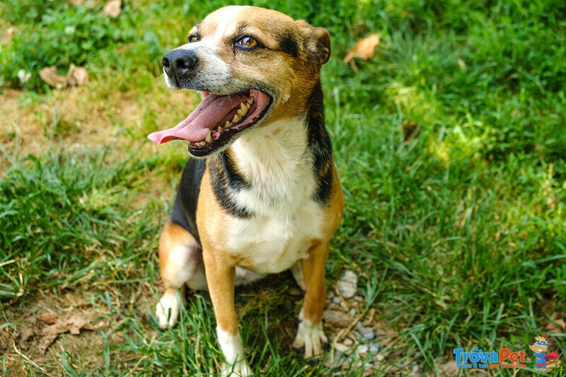 Savannah Cagnolina Adulta - Foto n. 1
