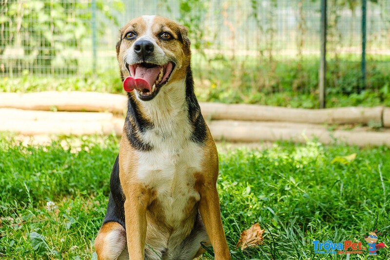 Savannah Cagnolina Adulta - Foto n. 2