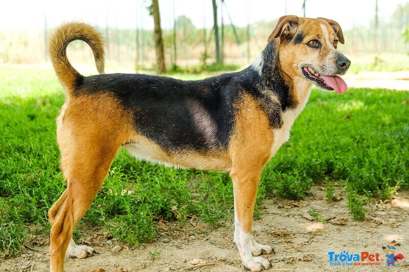 Savannah Cagnolina Adulta - Foto n. 3
