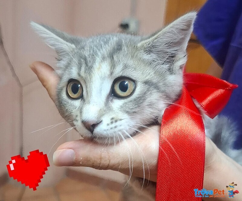 Sofi Dolce Micina 2 mesi Cerca Adozione - Foto n. 2