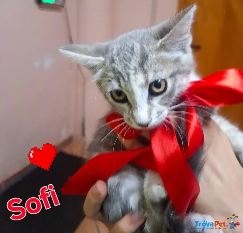 Sofi Dolce Micina 2 mesi Cerca Adozione - Foto n. 3