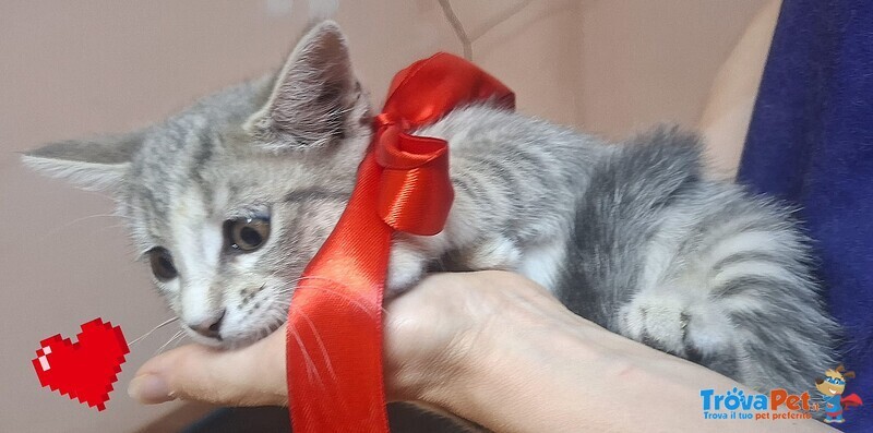 Sofi Dolce Micina 2 mesi Cerca Adozione - Foto n. 6