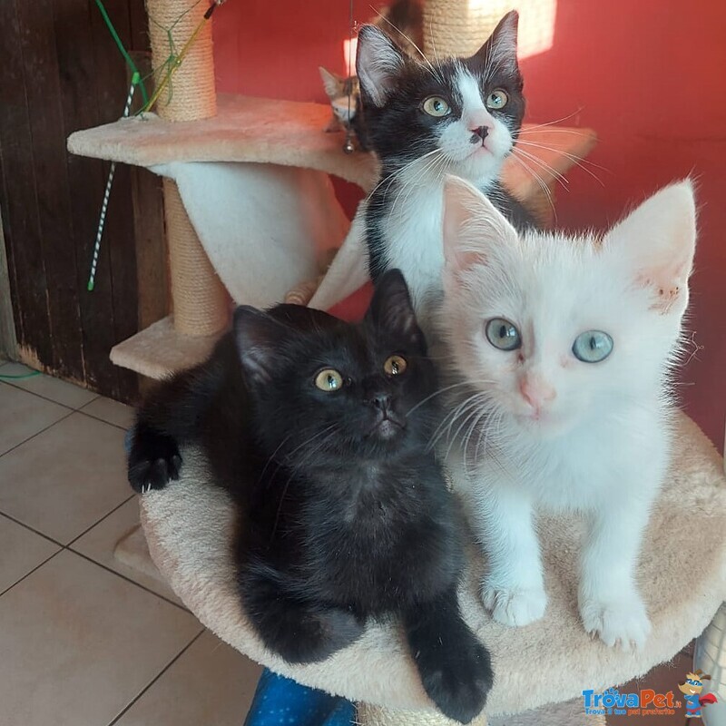 4 Micini Dolcissimi Aspettano una Famiglia - Foto n. 1