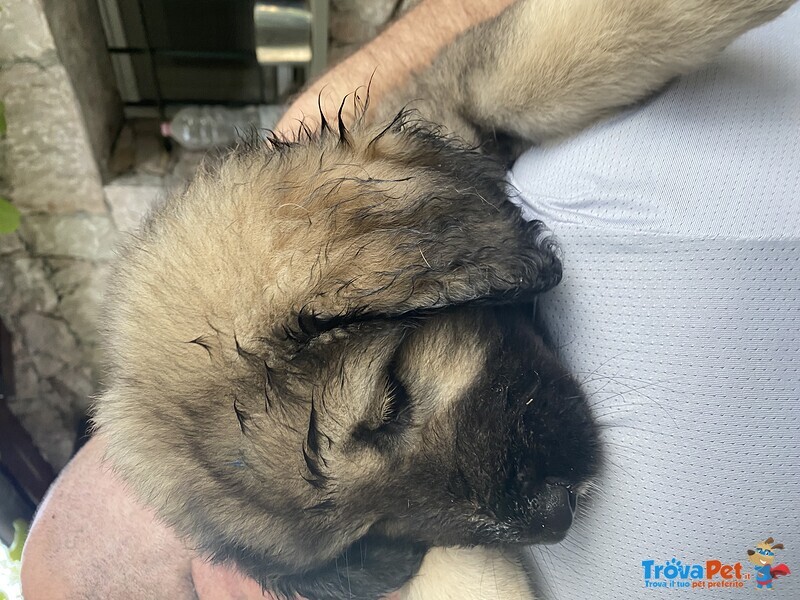 Cuccioli Pastore del Caucaso - Foto n. 2