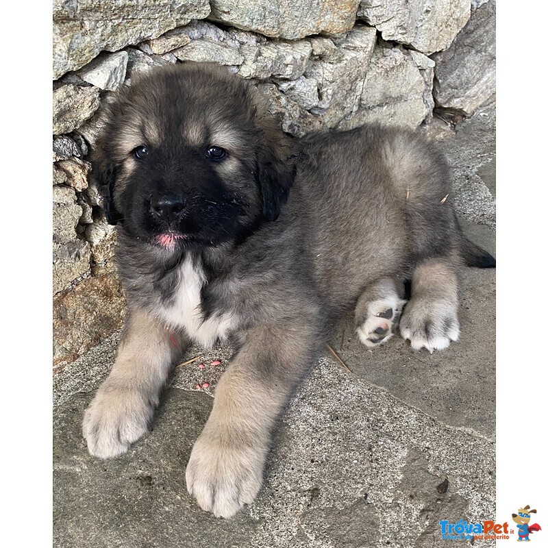 Cuccioli Pastore del Caucaso - Foto n. 1