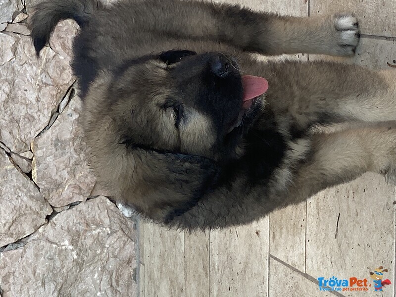 Cuccioli Pastore del Caucaso - Foto n. 4
