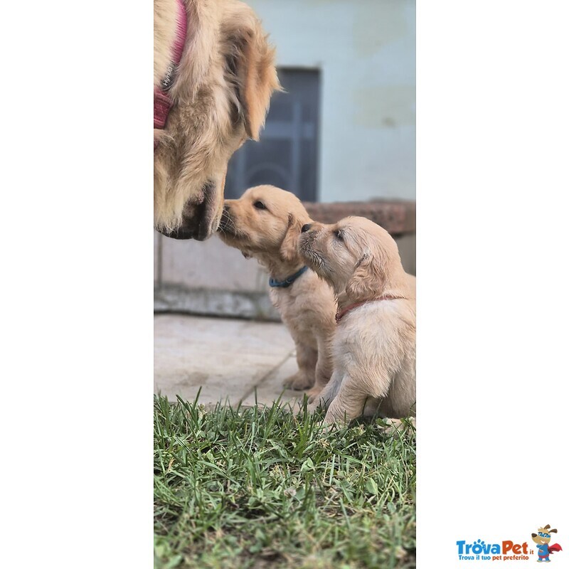 Cuccioli di Golden Retriever - Foto n. 1