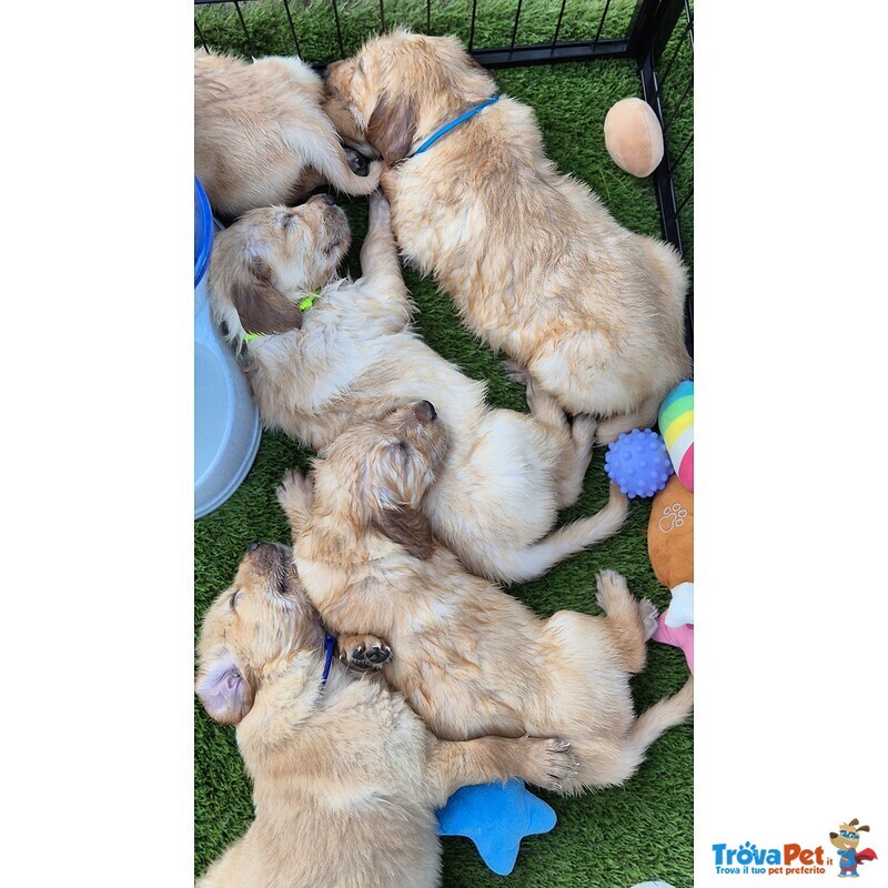 Cuccioli di Golden Retriever - Foto n. 2