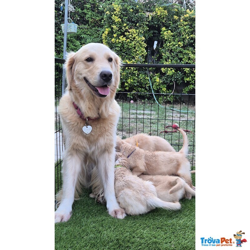 Cuccioli di Golden Retriever - Foto n. 3