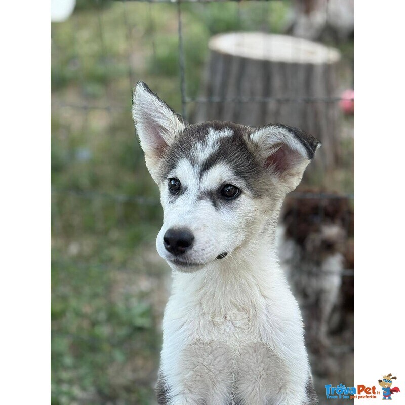 Wondy Cucciolo Husky 3 mesi e Mezzo Cerca Adozione - Foto n. 2