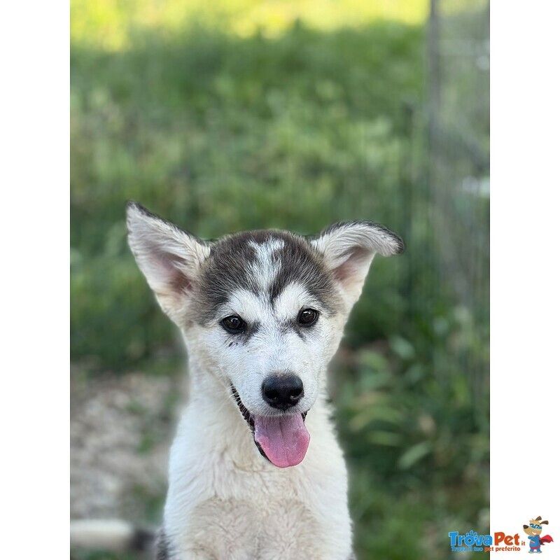 Wondy Cucciolo Husky 3 mesi e Mezzo Cerca Adozione - Foto n. 3