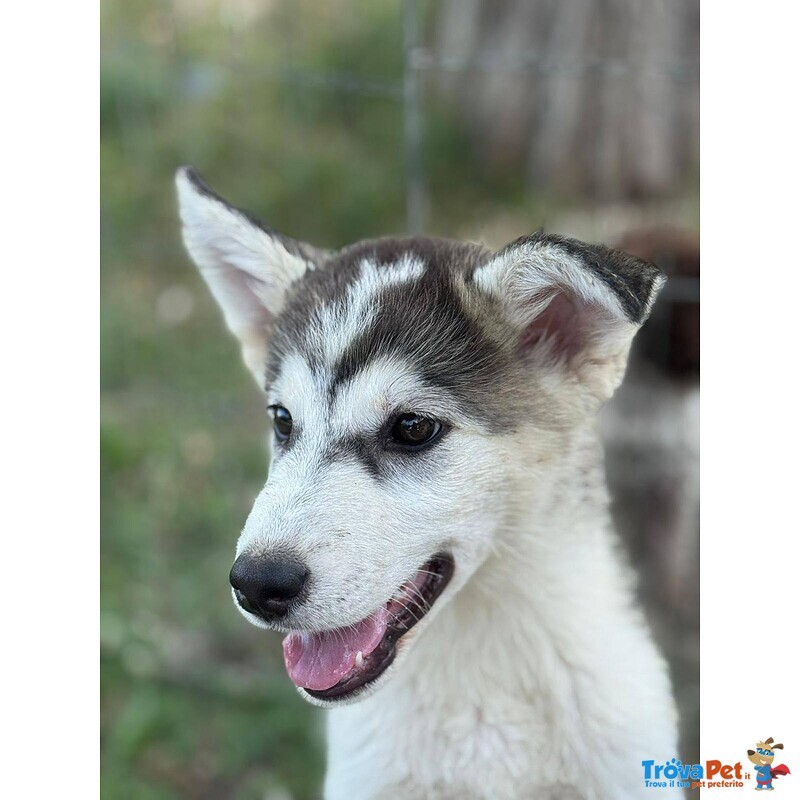 Wondy Cucciolo Husky 3 mesi e Mezzo Cerca Adozione - Foto n. 4