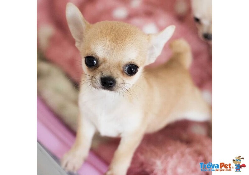 Chihuahua toy Cuccioli Fulvi da 50€ al Mese - Foto n. 1