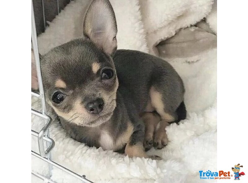 Chihuahua toy Cuccioli blu e tan da 50€ al Mese - Foto n. 1
