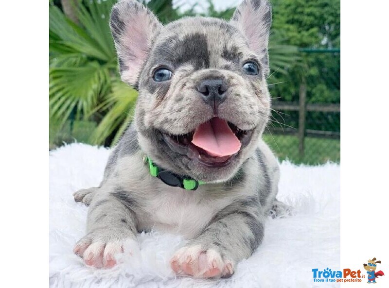 Bulldog & Bouledogue Francese Cuccioli Merle da 60€ al Mese - Foto n. 1