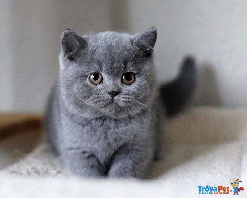 British Shorthair Cuccioli blu da 40€ al Mese - Foto n. 1