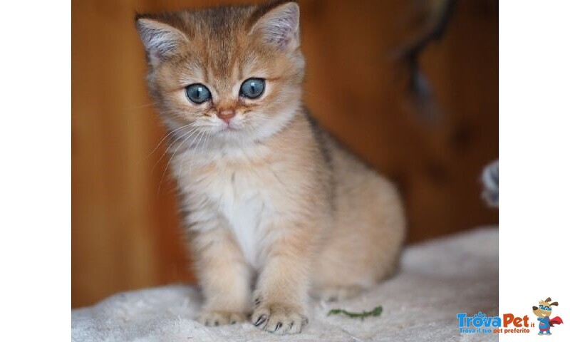 British Shorthair Cuccioli Esotic da 40€ al Mese - Foto n. 1