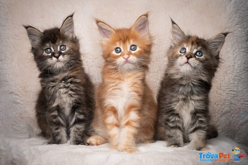 Maine coon Cuccioli Disponibili da 40€ al Mese - Foto n. 1
