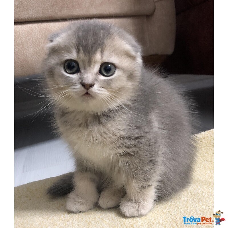 Scottish fold Cuccioli da 40€ al Mese - Foto n. 1